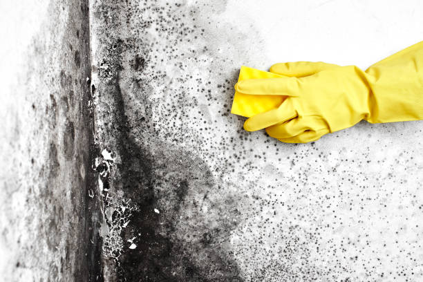 Best Asbestos and Lead Testing During Mold Inspection  in Sharon, MS